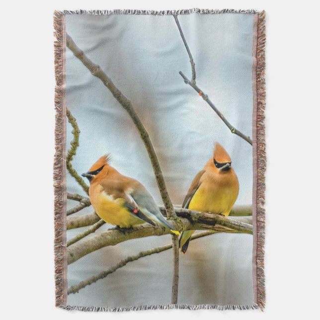 Cedar Waxwing - Originalfoto Filt (Framsidan Vertikal)