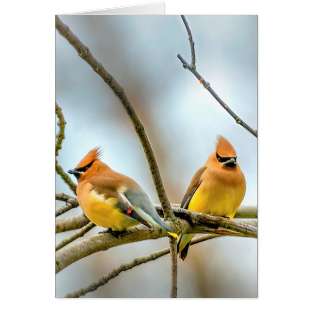 Cedar Waxwing - Originalfoto Hälsningskort (Framsidan)