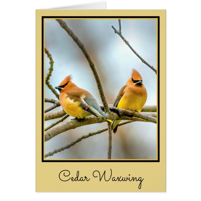 Cedar Waxwing - Originalfoto Hälsningskort (Framsidan)