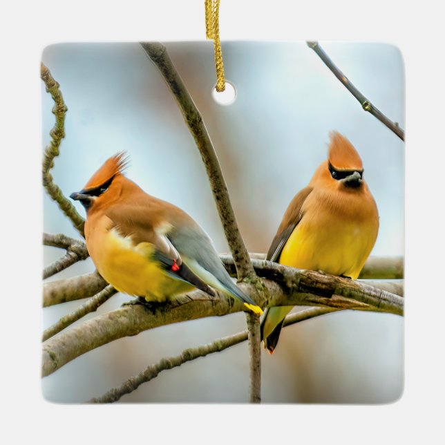 Cedar Waxwing - Originalfoto Julgransprydnad Keramik (Framsida)
