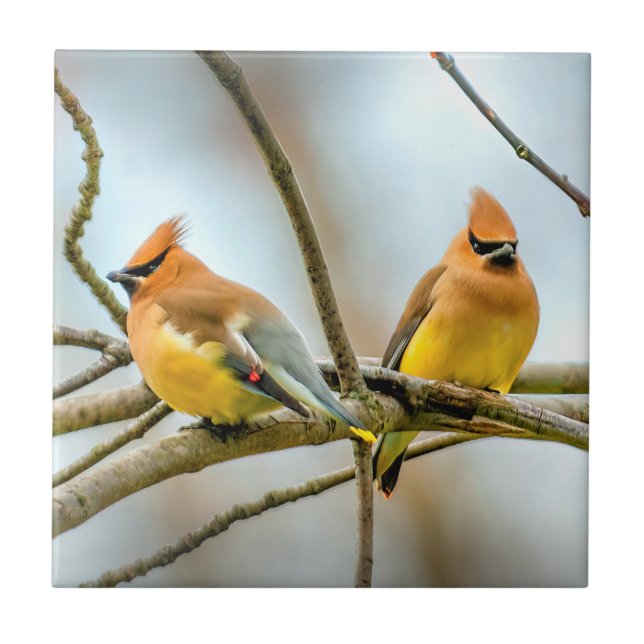 Cedar Waxwing - Originalfoto Kakelplatta (Framsidan)