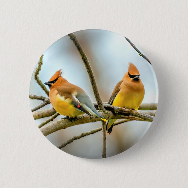 Cedar Waxwing - Originalfoto Knapp (Framsida)