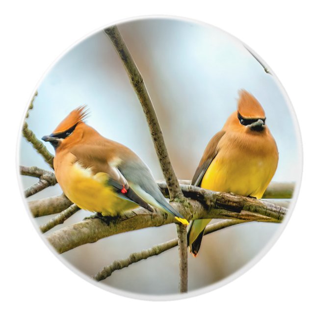 Cedar Waxwing - Originalfoto Knopp (Framsidan)