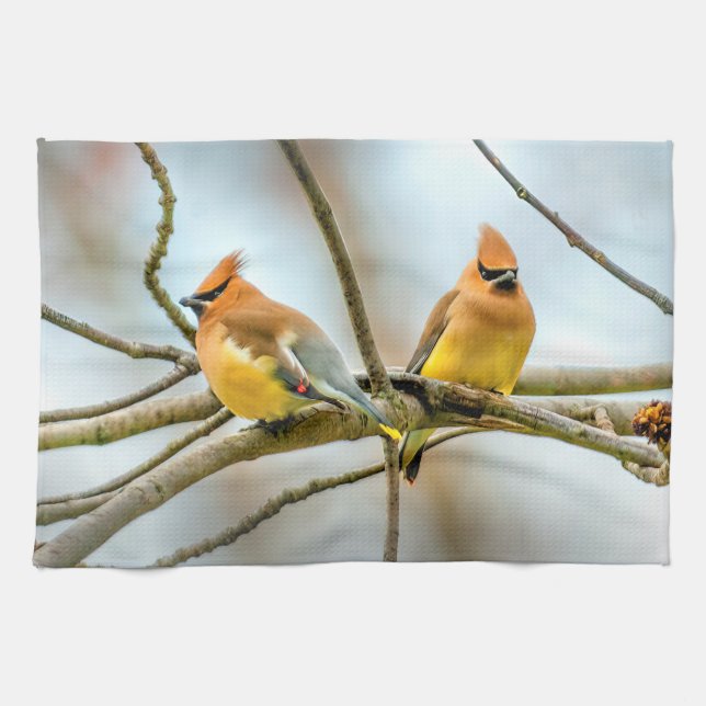 Cedar Waxwing - Originalfoto Kökshandduk (Horisontell)