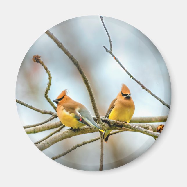 Cedar Waxwing - Originalfoto Magnet (Framsidan)