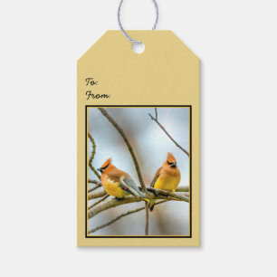 Cedar Waxwing - Originalfoto Presentetikett
