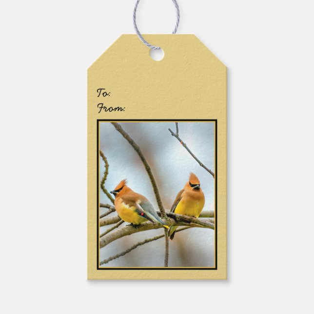 Cedar Waxwing - Originalfoto Presentetikett (Framsidan)