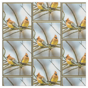 Cedar Waxwing - Originalfoto Tyg