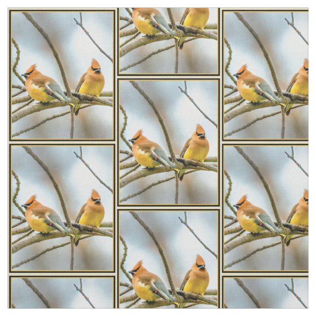 Cedar Waxwing - Originalfoto Tyg (Provkarta)