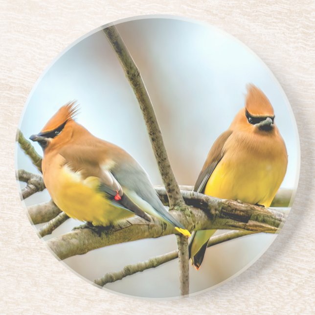 Cedar Waxwing - Originalfoto Underlägg (Framsidan)
