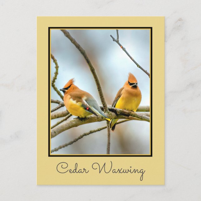 Cedar Waxwing - Originalfoto Vykort (Framsida)