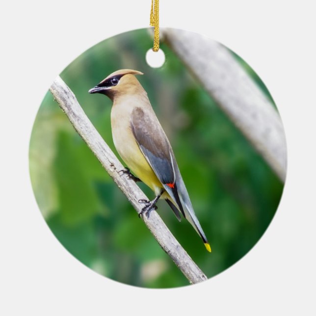 Cedar Waxwing Ornament (Baksidan)
