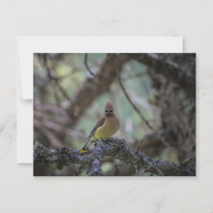 Cedar Waxwing på gren Vykort