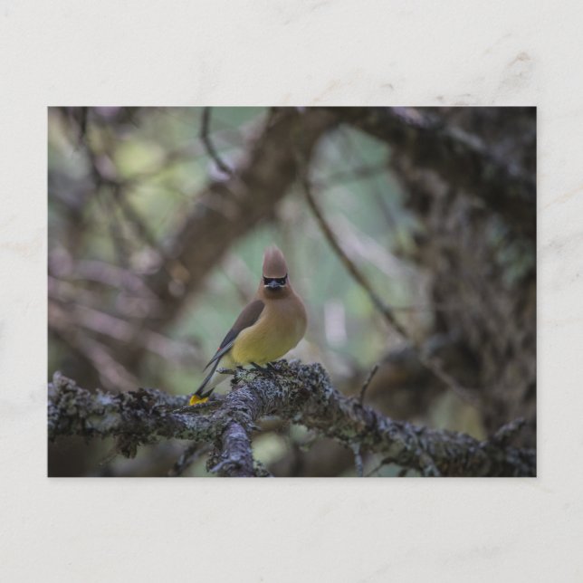 Cedar Waxwing på gren Vykort (Framsida)