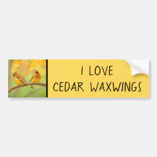 Cedar Waxwing Painting - Cute Original Hund Art Bildekal
