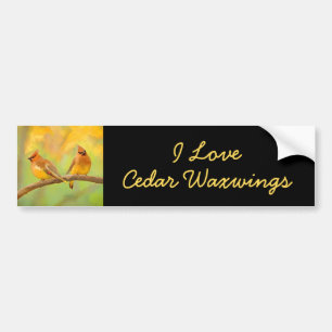 Cedar Waxwing Painting - Cute Original Hund Art Bildekal