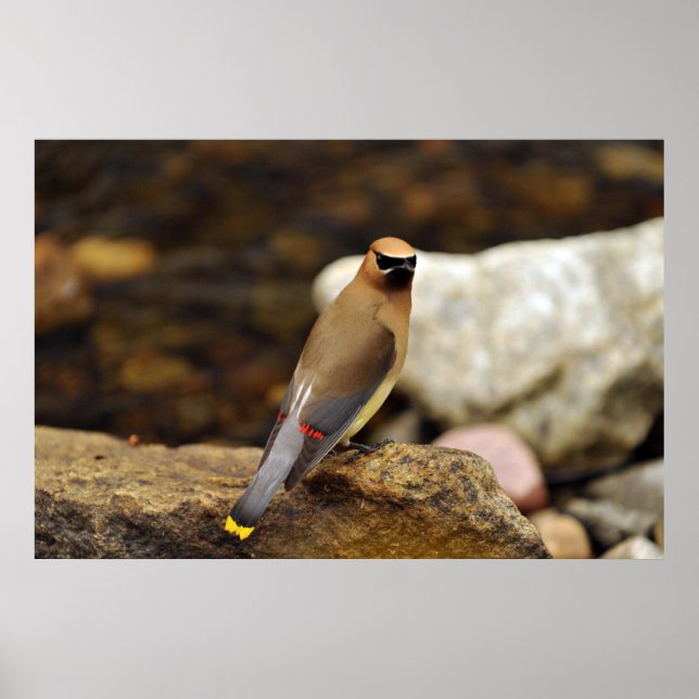 Cedar Waxwing Poster (Framsidan)