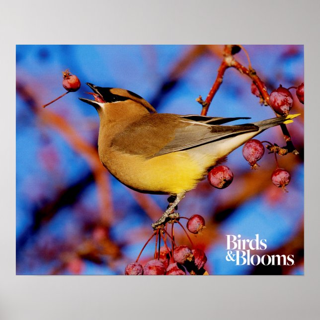 Cedar Waxwing Poster (Framsidan)