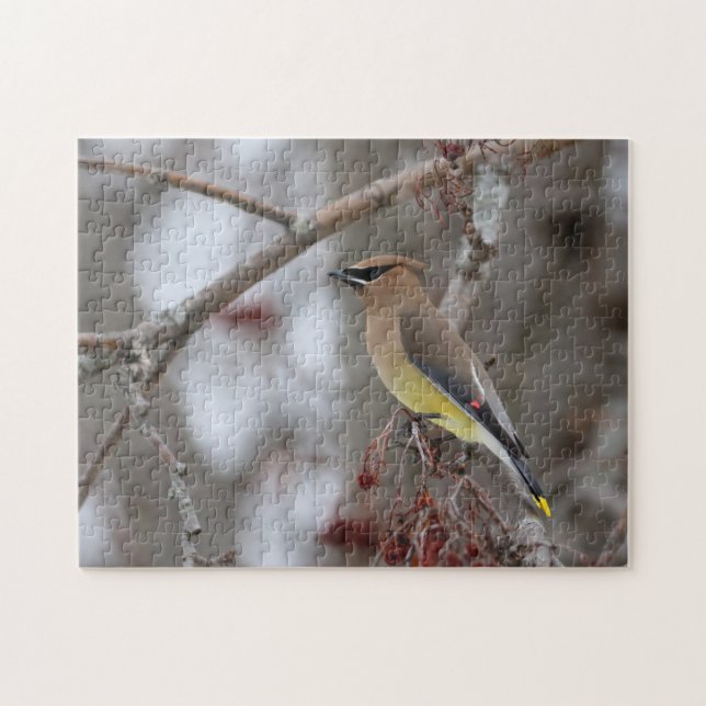 Cedar Waxwing Pussel (Horisontell)
