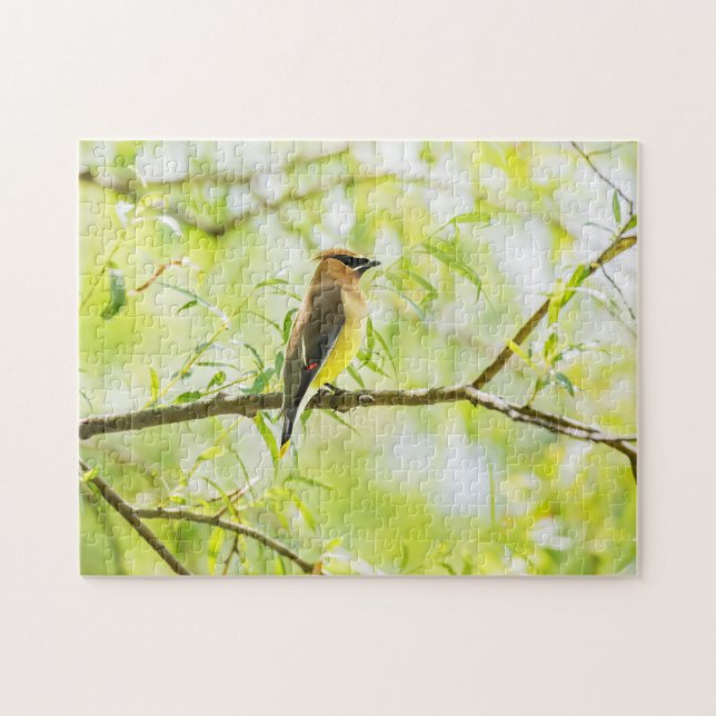 Cedar Waxwing Pussel (Horisontell)
