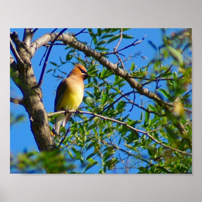 Cedar Waxwing Skriv ut Poster (Framsidan)