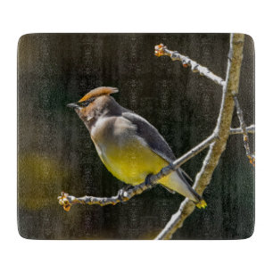 Cedar Waxwing Songbird Original Vild Bird Photo