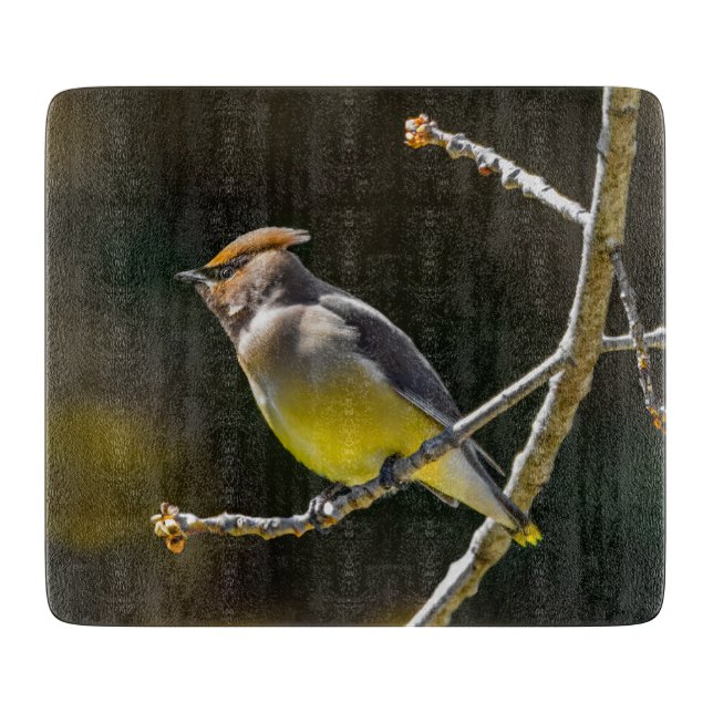 Cedar Waxwing Songbird Original Vild Bird Photo (Framsidan)