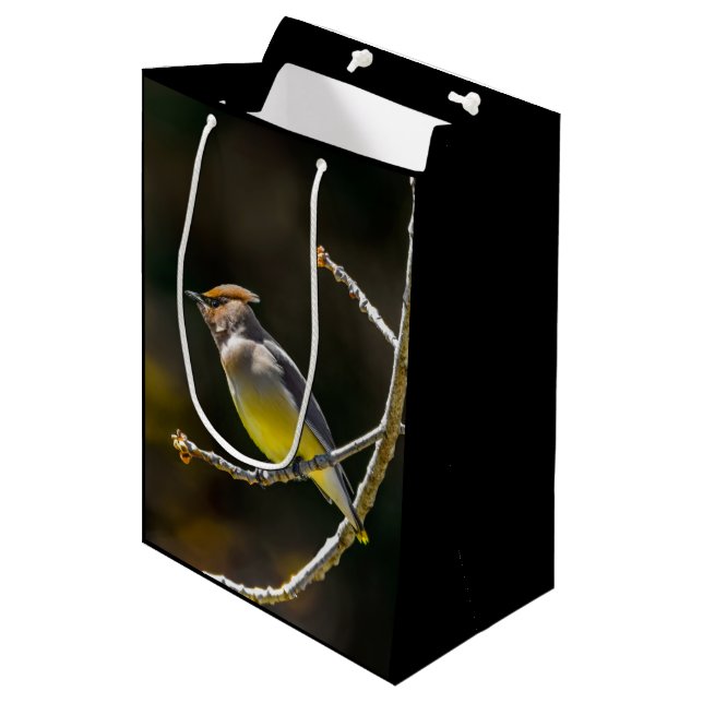 Cedar Waxwing Songbird Original Vild Bird Photo (Framsidan Vinklad)