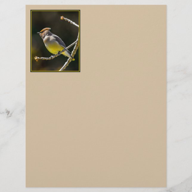 Cedar Waxwing Songbird Original Vild Bird Photo (Framsida)