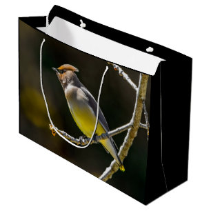 Cedar Waxwing Songbird Original Vild Bird Photo
