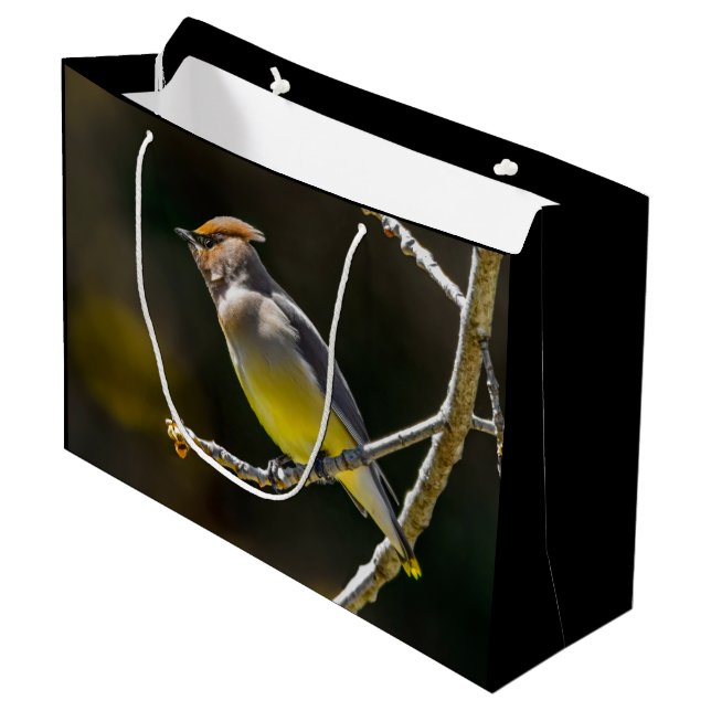Cedar Waxwing Songbird Original Vild Bird Photo (Framsidan Vinklad)