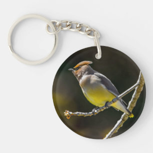 Cedar Waxwing Songbird Original Vild Bird Photo