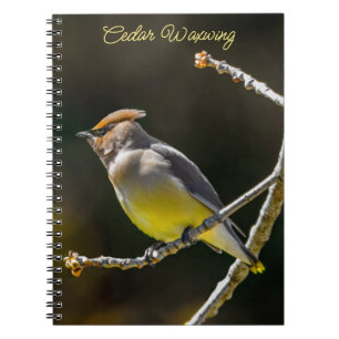 Cedar Waxwing Songbird Original Vild Bird Photo Anteckningsbok