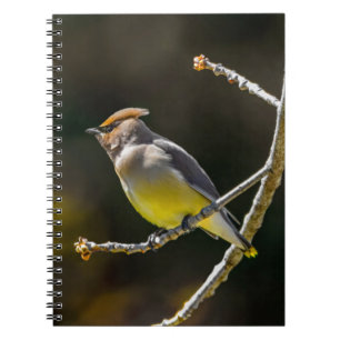 Cedar Waxwing Songbird Original Vild Bird Photo Anteckningsbok