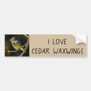 Cedar Waxwing Songbird Original Vild Bird Photo Bildekal