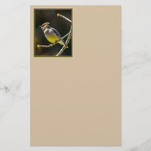 Cedar Waxwing Songbird Original Vild Bird Photo Brevpapper