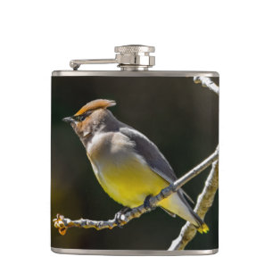 Cedar Waxwing Songbird Original Vild Bird Photo Fickplunta