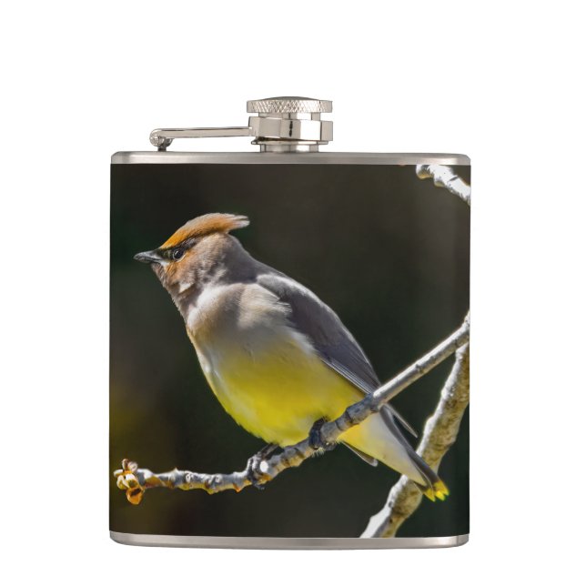 Cedar Waxwing Songbird Original Vild Bird Photo Fickplunta (Framsidan)