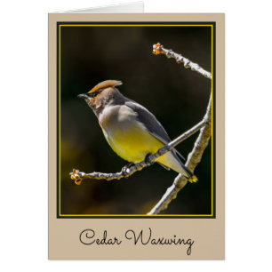 Cedar Waxwing Songbird Original Vild Bird Photo Hälsningskort