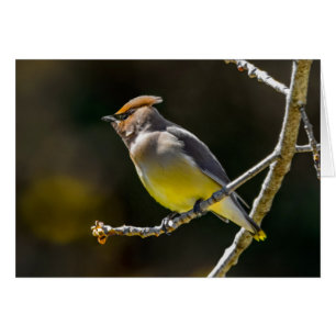 Cedar Waxwing Songbird Original Vild Bird Photo Hälsningskort