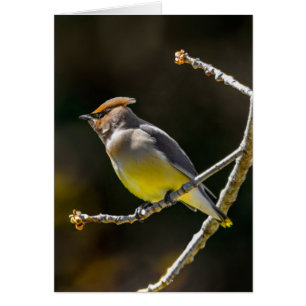 Cedar Waxwing Songbird Original Vild Bird Photo Hälsningskort