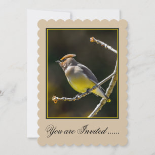 Cedar Waxwing Songbird Original Vild Bird Photo Inbjudningar