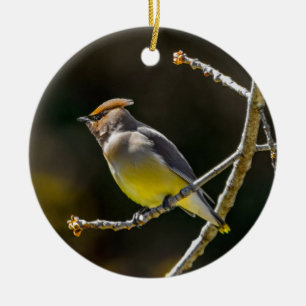 Cedar Waxwing Songbird Original Vild Bird Photo Julgransprydnad Keramik