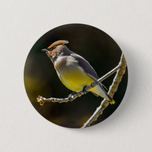 Cedar Waxwing Songbird Original Vild Bird Photo Knapp