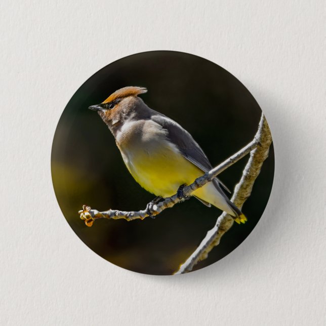 Cedar Waxwing Songbird Original Vild Bird Photo Knapp (Framsida)