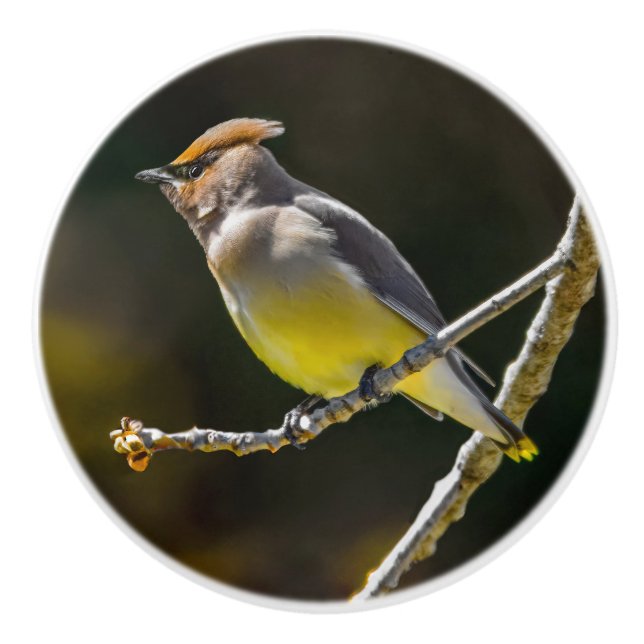 Cedar Waxwing Songbird Original Vild Bird Photo Knopp (Framsidan)
