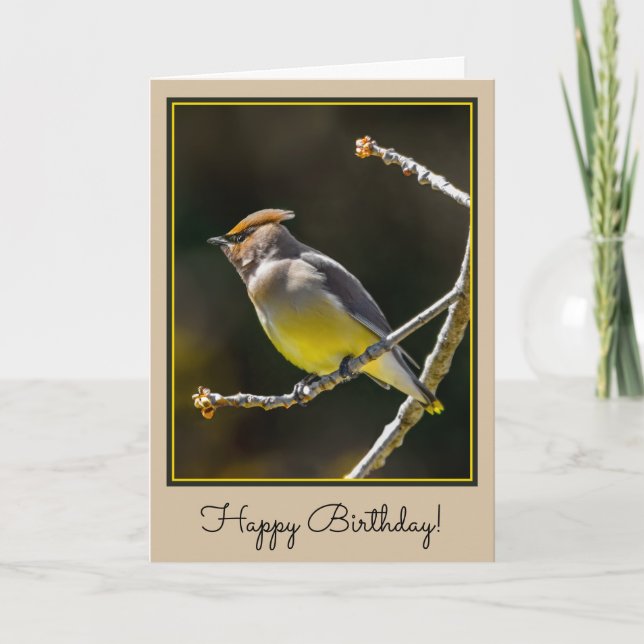 Cedar Waxwing Songbird Original Vild Bird Photo Kort (Framsida)