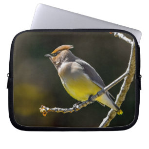 Cedar Waxwing Songbird Original Vild Bird Photo Laptop Fodral