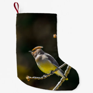 Cedar Waxwing Songbird Original Vild Bird Photo Liten Julstrumpa