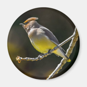 Cedar Waxwing Songbird Original Vild Bird Photo Magnet